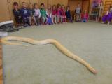 Hadi v mateřské škole